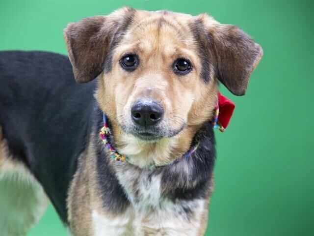 Pet of the week: Meggy